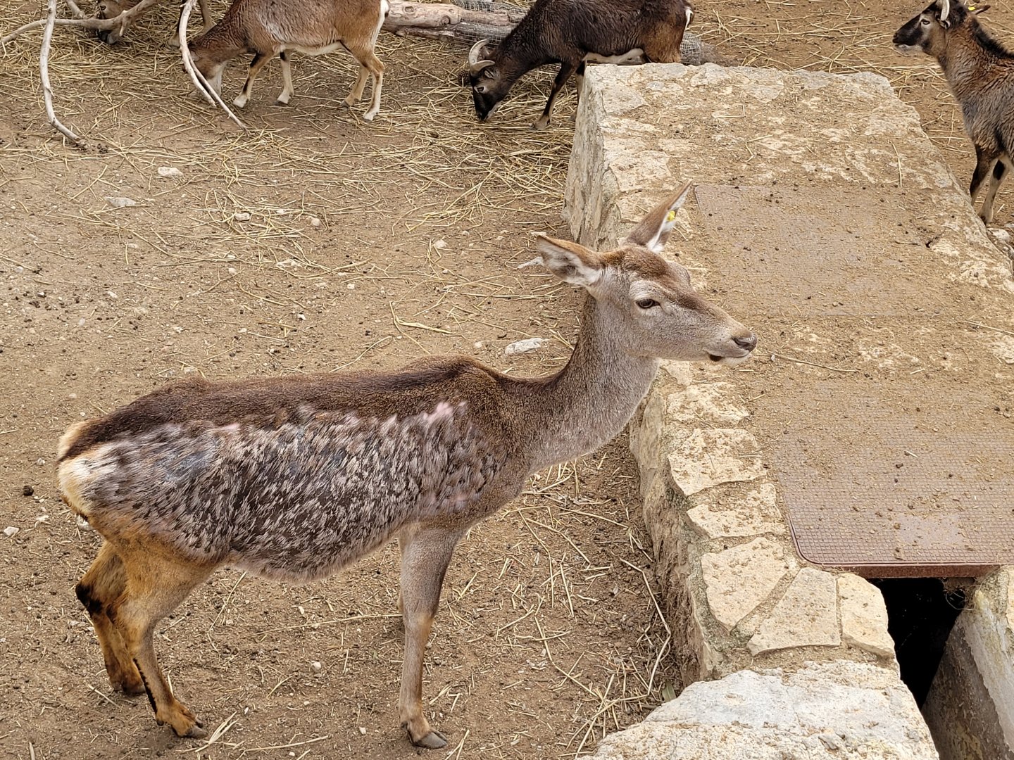 Iberian red deer and European mouflon -TerraNatura Benidorm (2022)