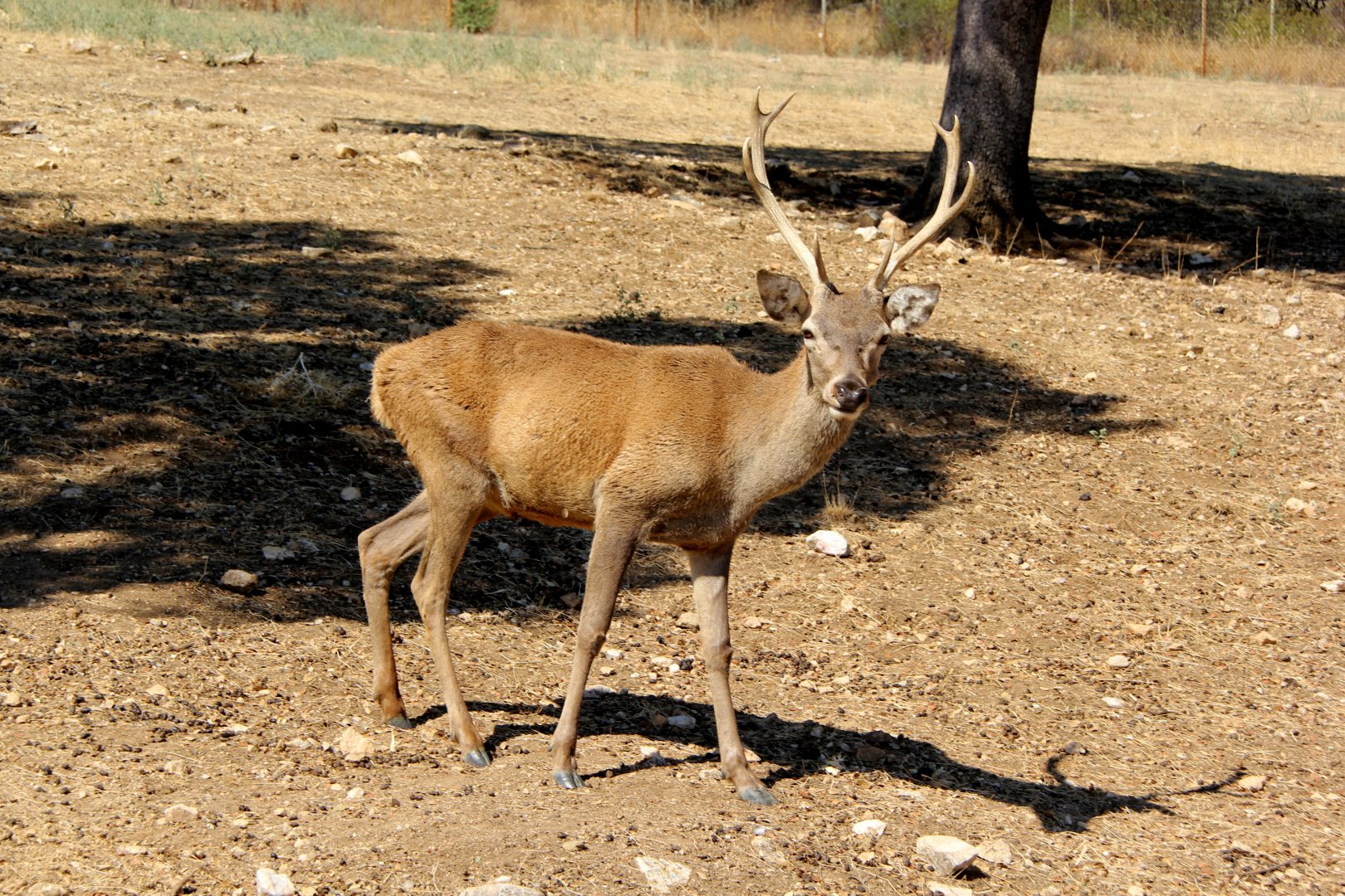 Iberian red deer (Cervus elaphus hispanicus)