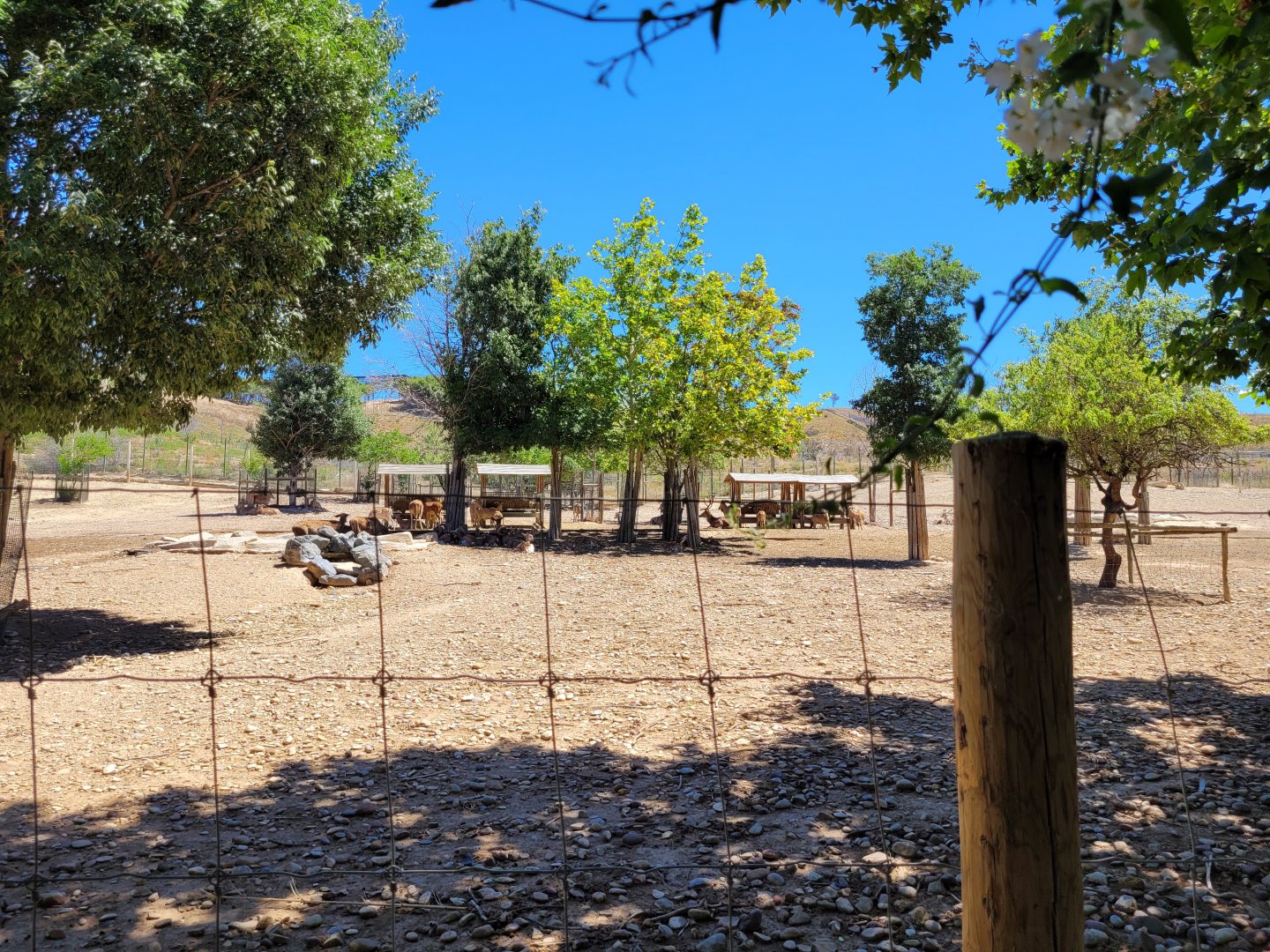 Iberian red deer, European fallow deer, Barbary sheep and European mouflon exhibit -Sendaviva (2024)