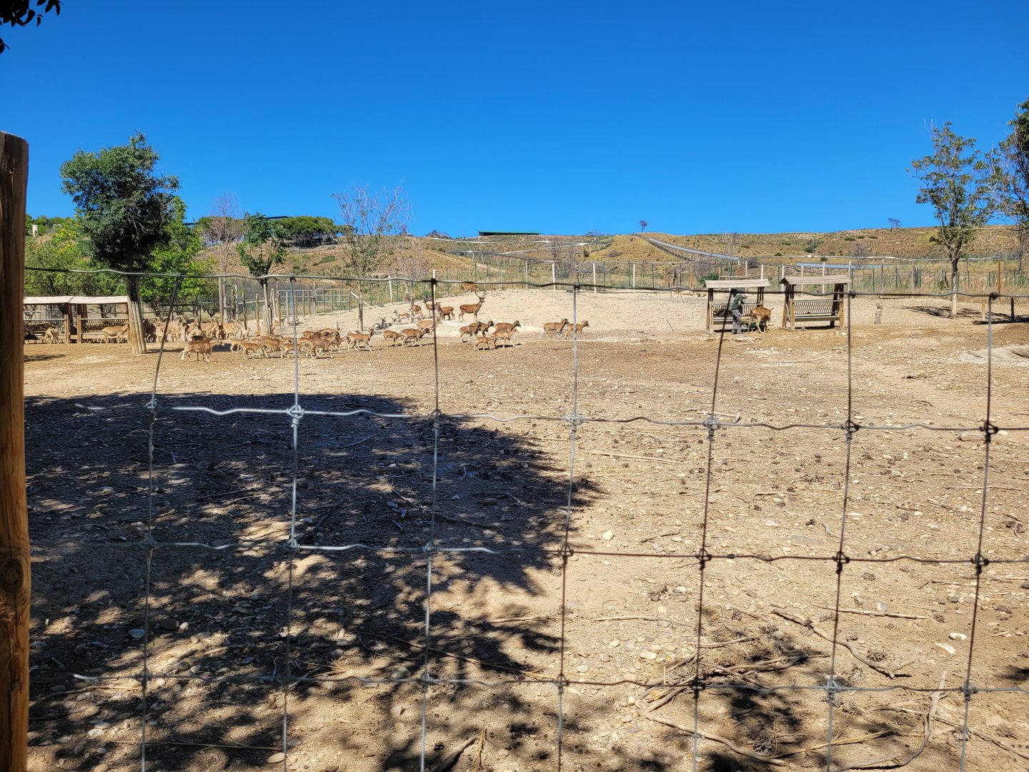 Iberian red deer, European fallow deer, Barbary sheep and European mouflon exhibit -Sendaviva (2024)