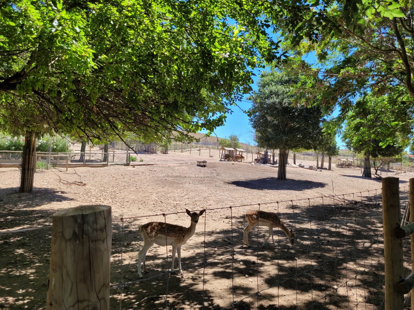 Iberian red deer, European fallow deer, Barbary sheep and European mouflon exhibit -Sendaviva (2024)