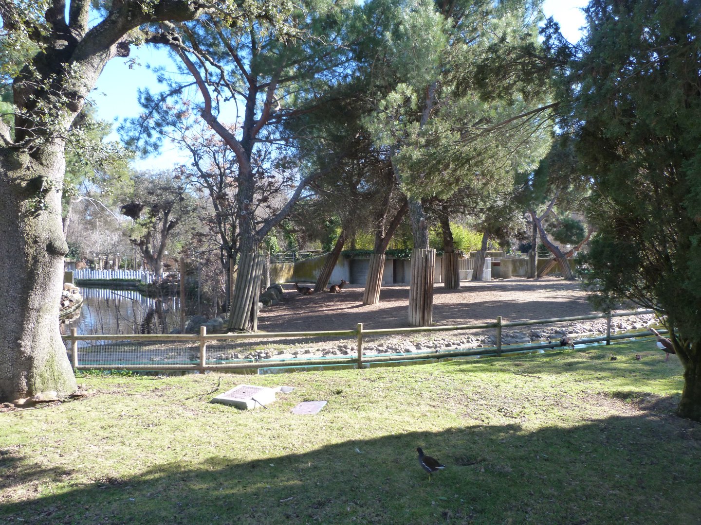 Iberian red deer exhibit -Zoo Aquarium de Madrid (2025)