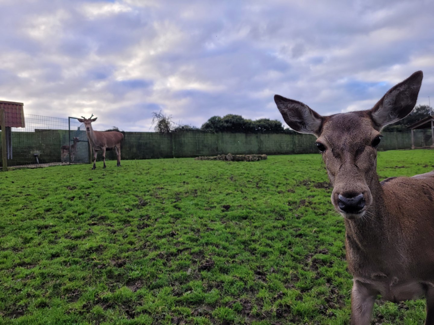 Iberian red deer exhibit -Zoo de Santillana del Mar (2023)