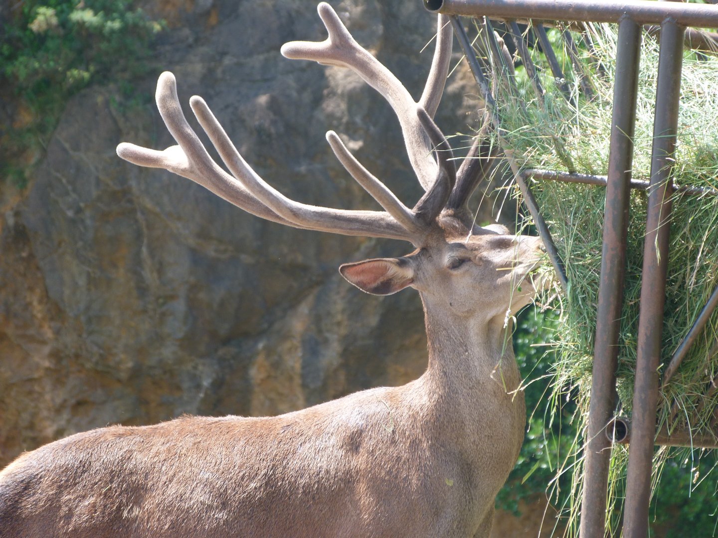 Iberian red deer -Parque de la Naturaleza de Cabárceno (2025)