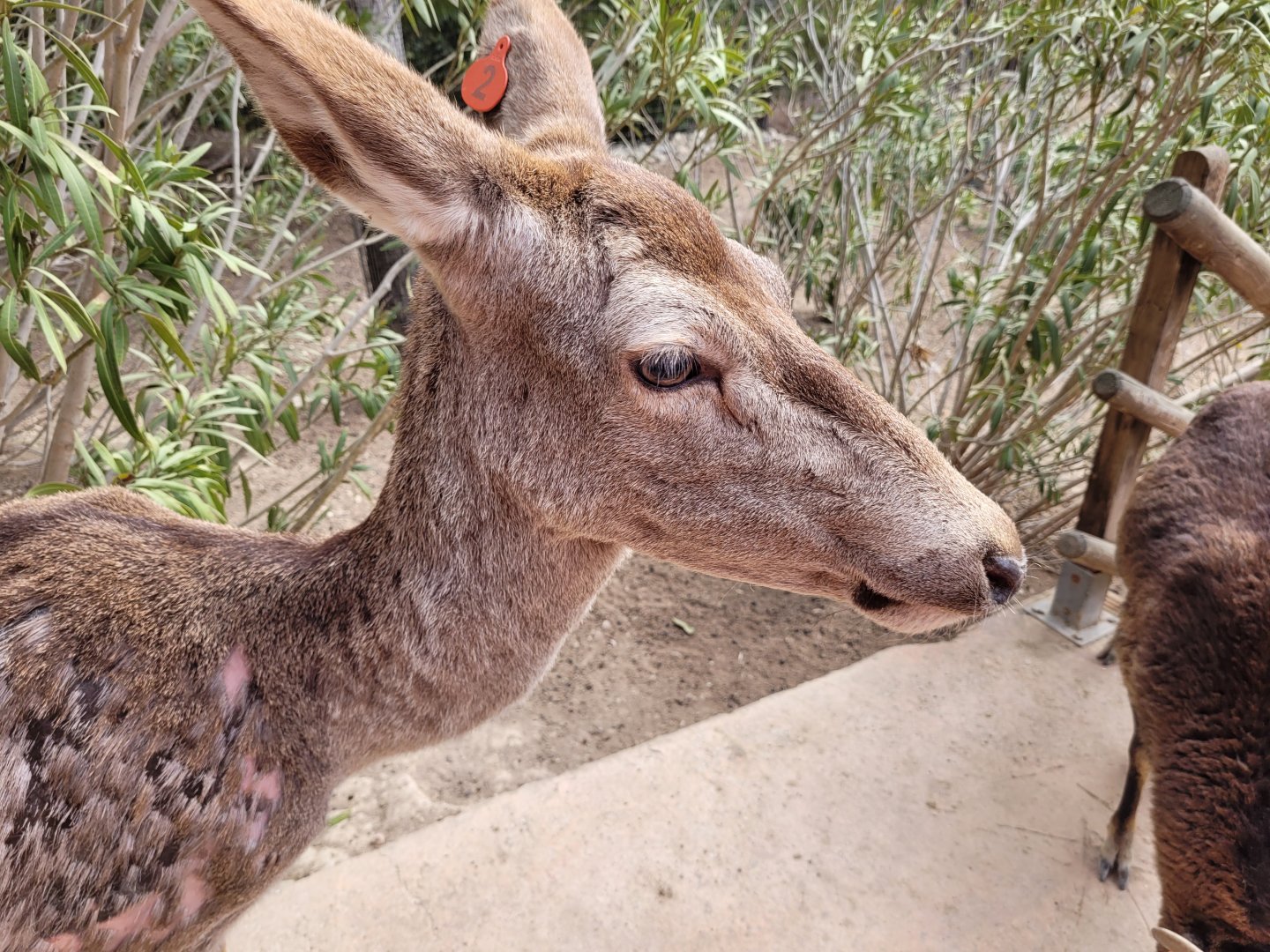 Iberian red deer -TerraNatura Benidorm (2022)