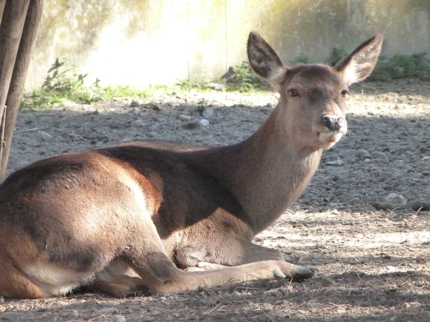 Iberian red deer -Zoo Aquarium de Madrid (2025)