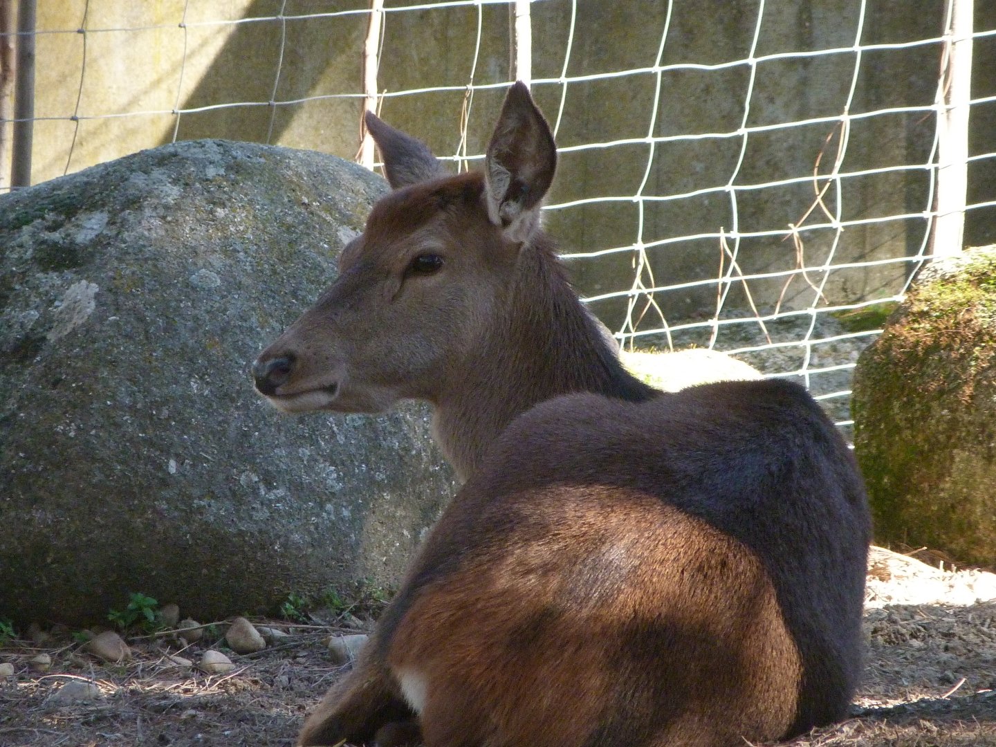 Iberian red deer -Zoo Aquarium de Madrid (2025)