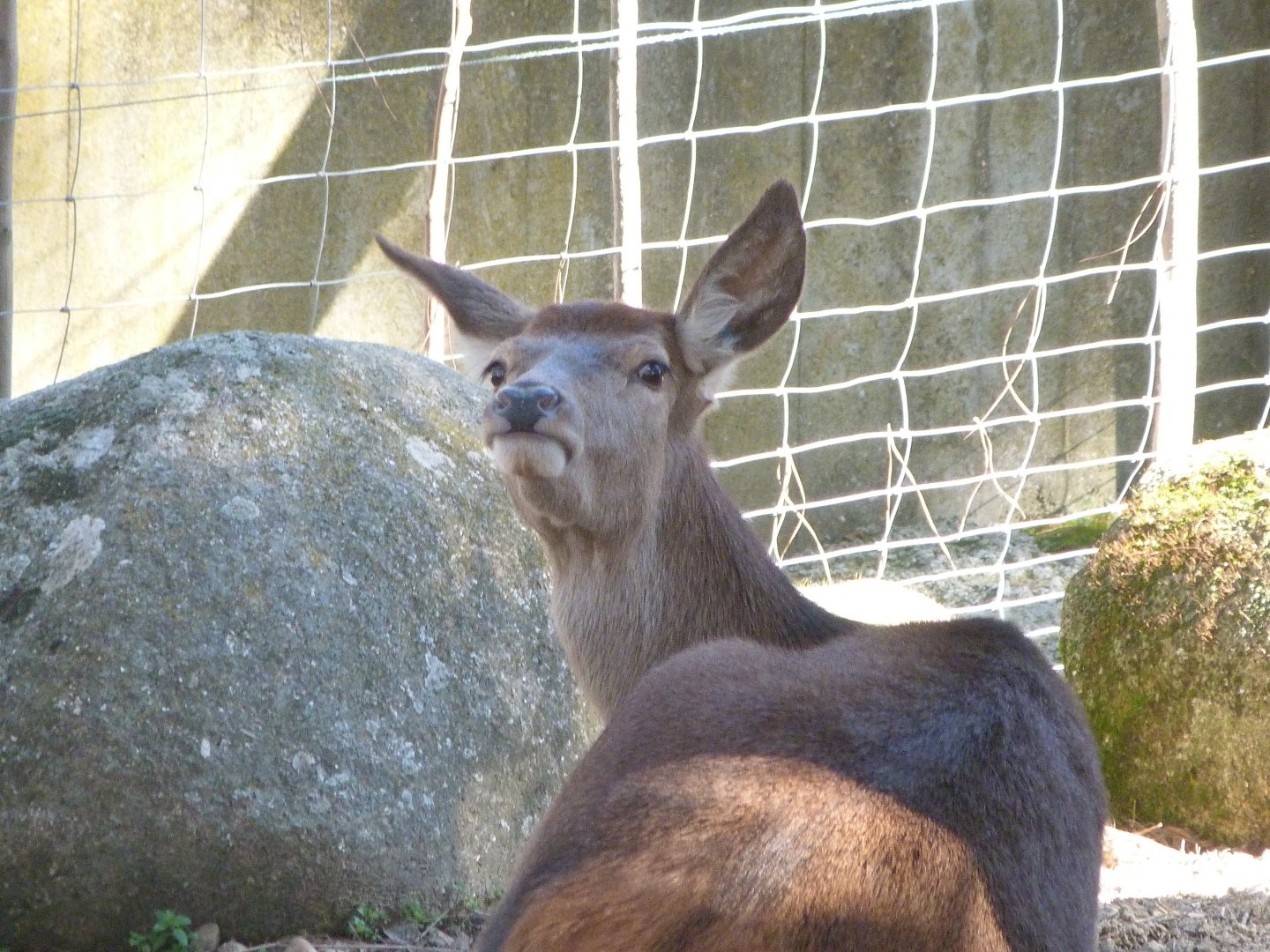 Iberian red deer -Zoo Aquarium de Madrid (2025)