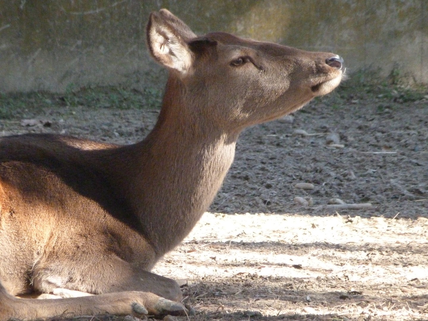 Iberian red deer -Zoo Aquarium de Madrid (2025)
