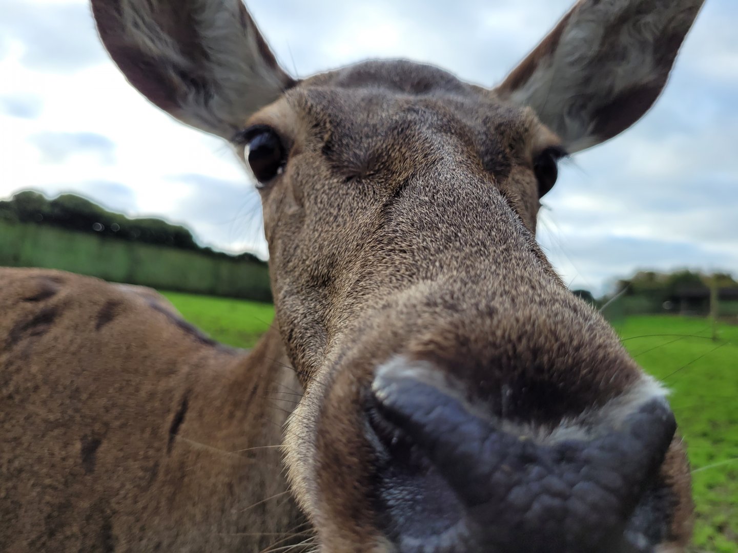 Iberian red deer -Zoo de Santillana del Mar (2023)