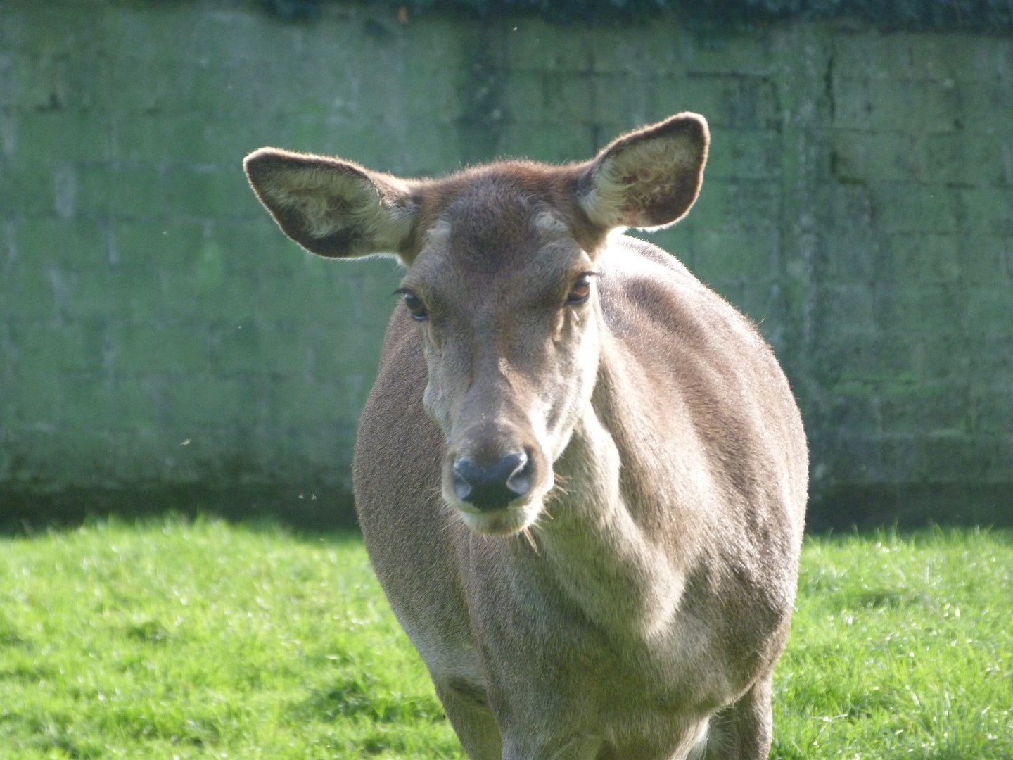 Iberian red deer -Zoo de Santillana del Mar (2024)