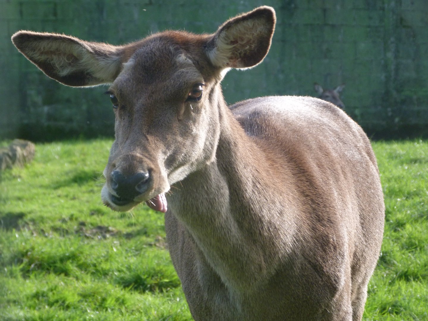 Iberian red deer -Zoo de Santillana del Mar (2024)