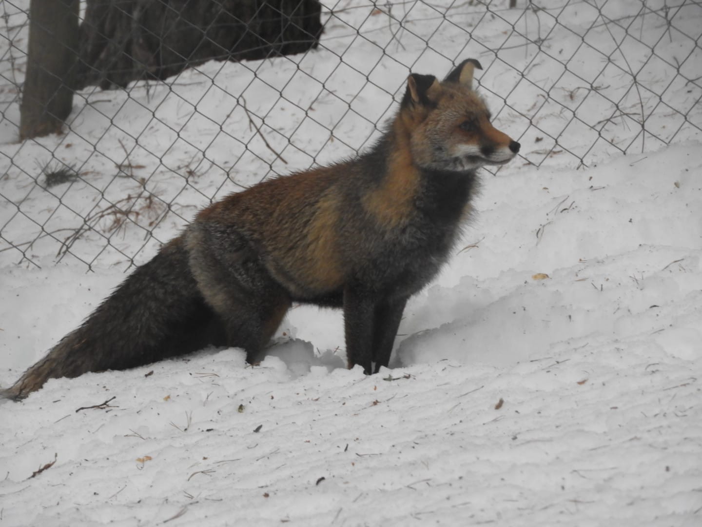 Iberian red fox -Lacuniacha (2021)