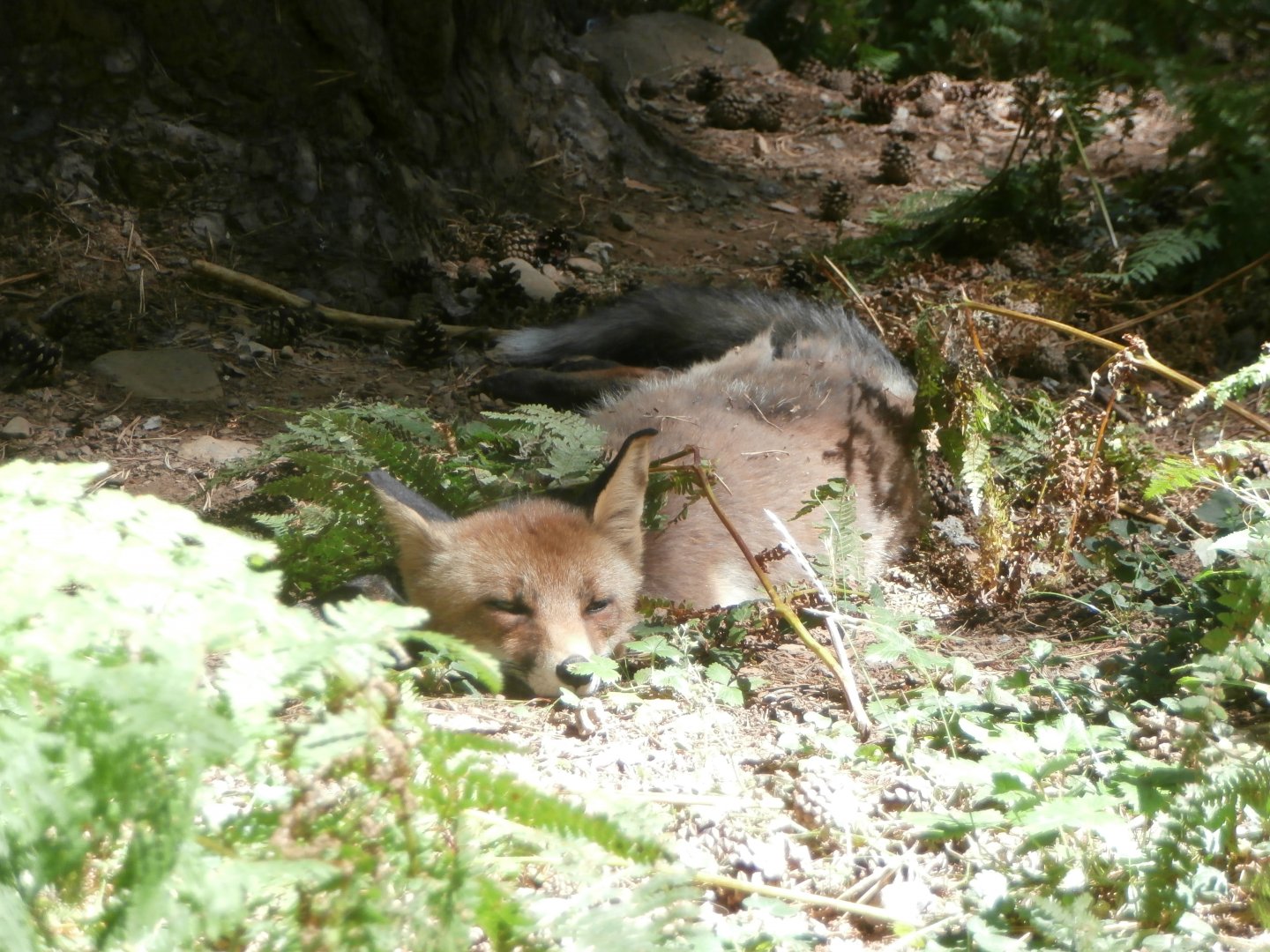 Iberian red fox- Lacuniacha