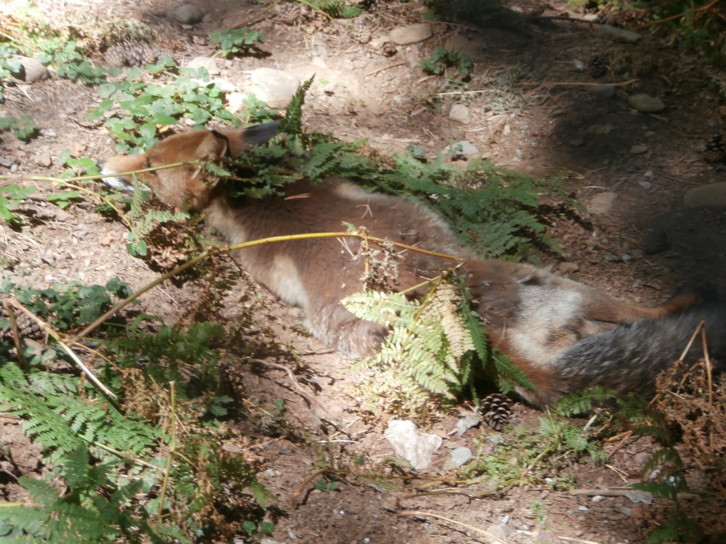 Iberian red fox- Lacuniacha