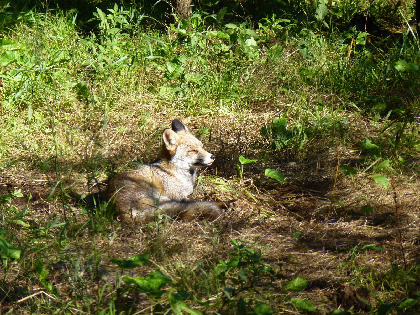 Iberian red fox, November 2013.