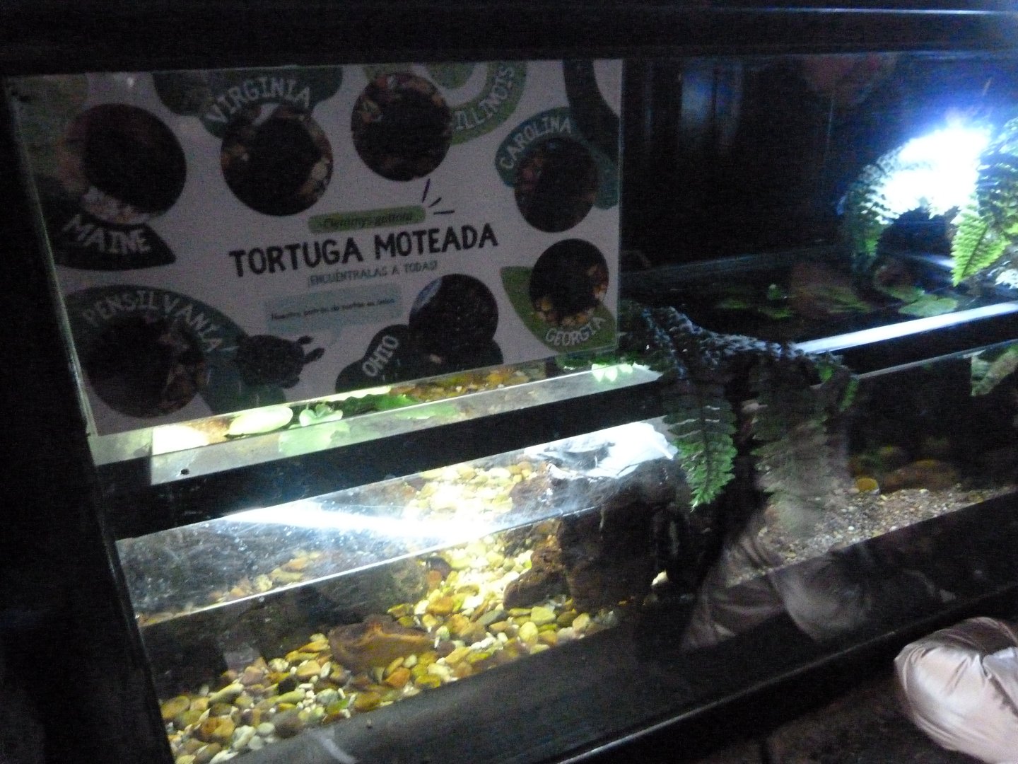 Iberian ribbed newt and Spotted turtle exhibits -Faunia (2025)