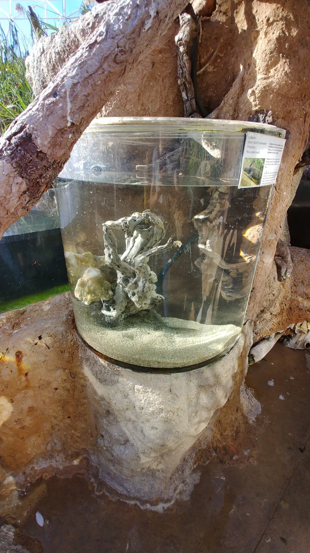 Iberian ribbed newt exhibit