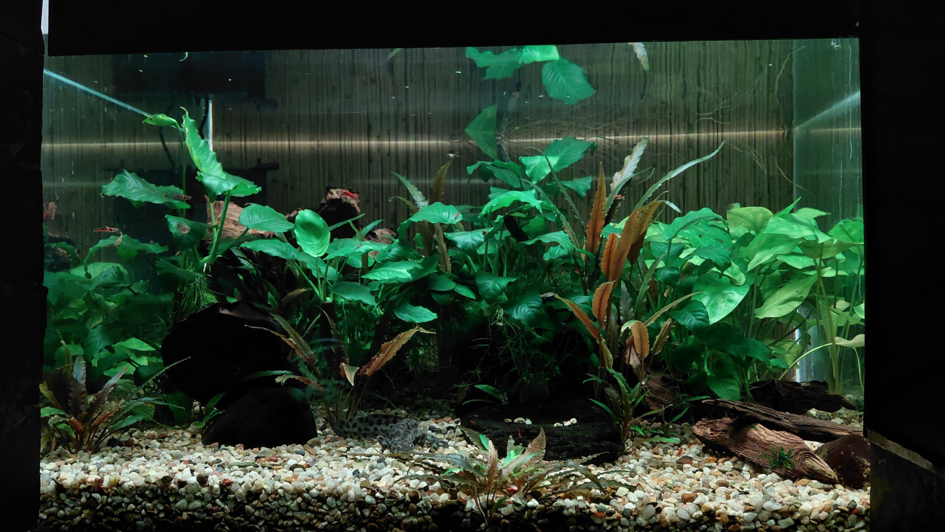 Iberian ribbed newt exhibit