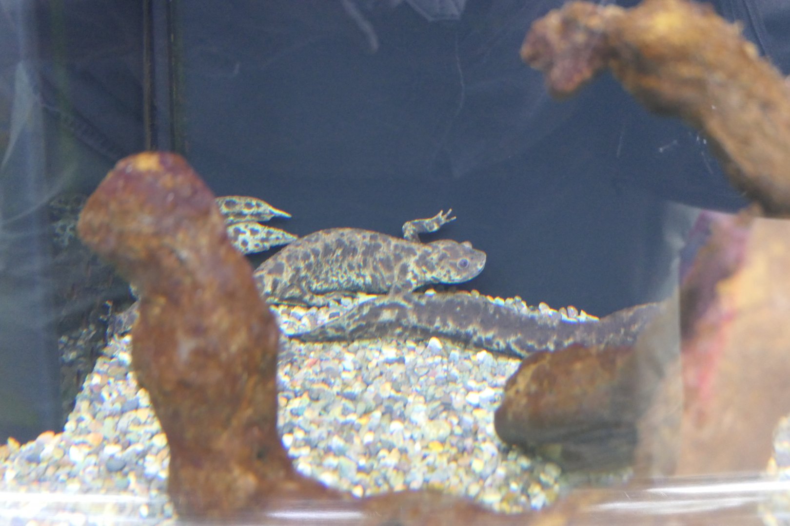 Iberian Ribbed Newt (Pleurodeles walti)