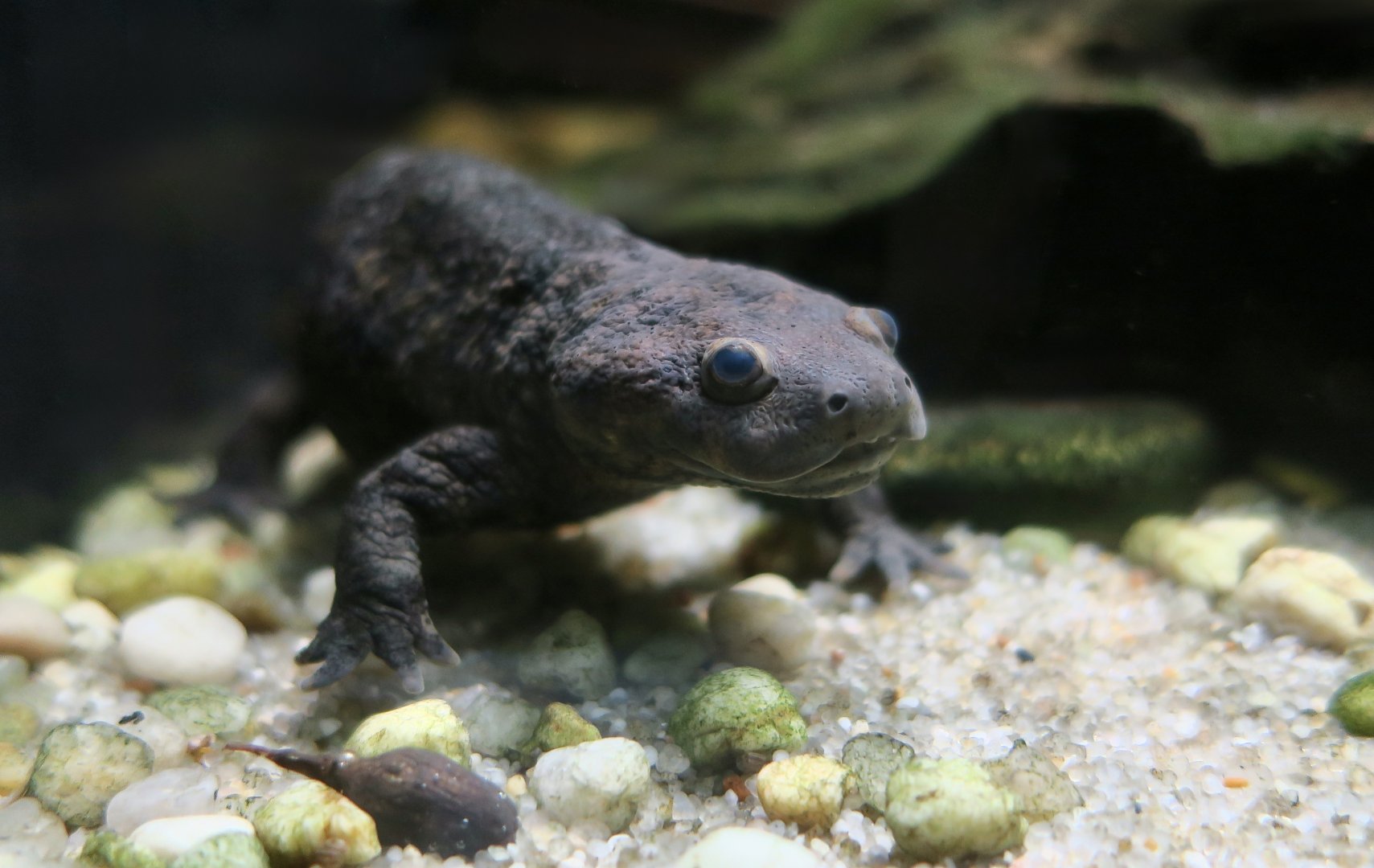 Iberian Ribbed Newt (Pleurodeles waltl)