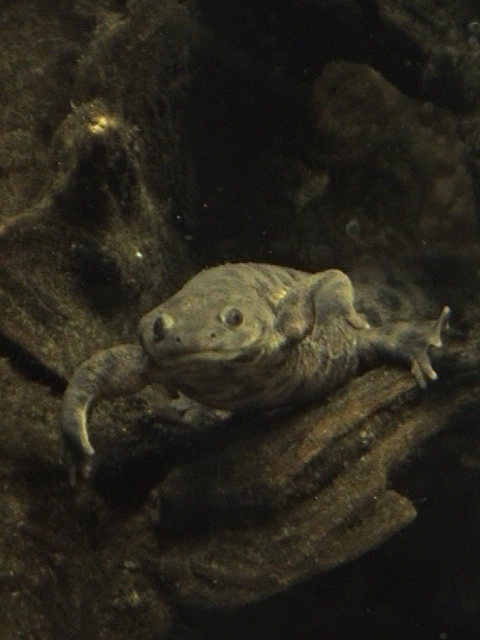 Iberian Ribbed Newt Zoo Chemnitz