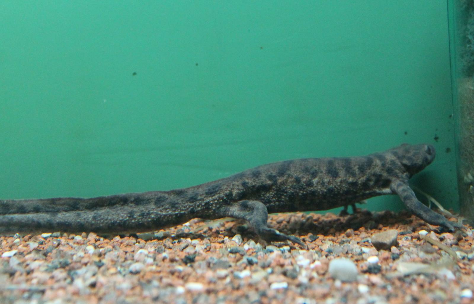 Iberian ribbed newt