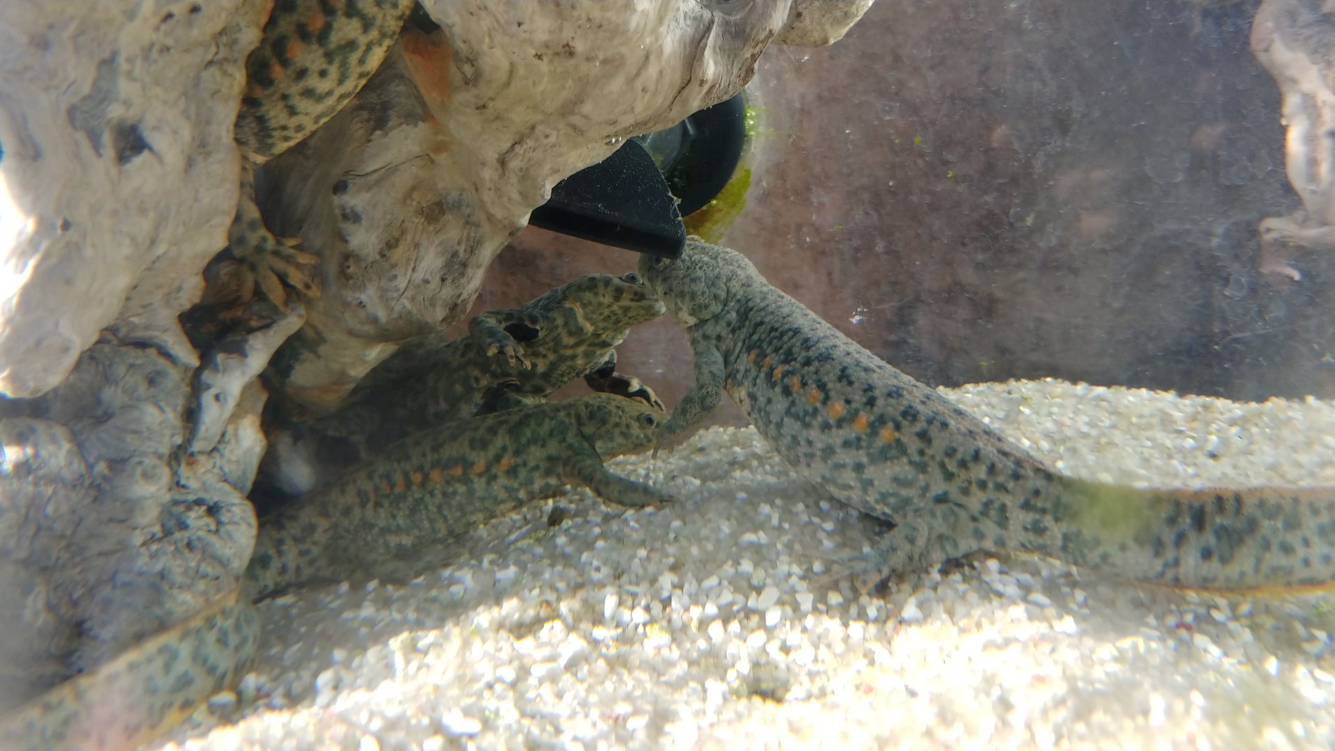 Iberian ribbed newt