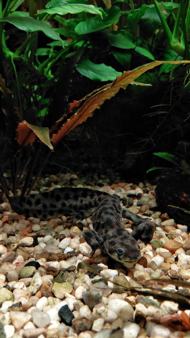 Iberian ribbed newt