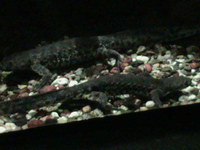 Iberian ribbed newts 061110