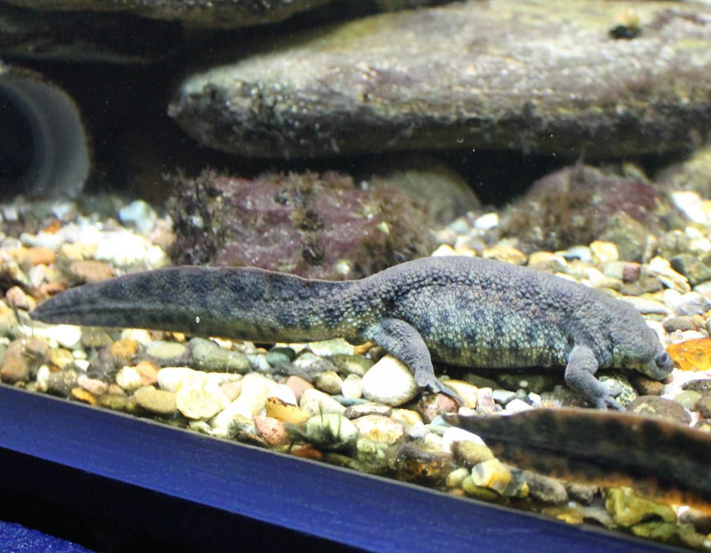 Iberian ribbed salamander
