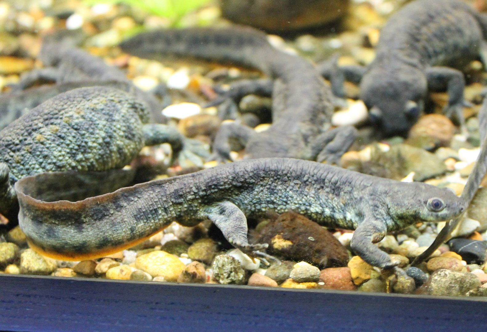 Iberian ribbed salamanders