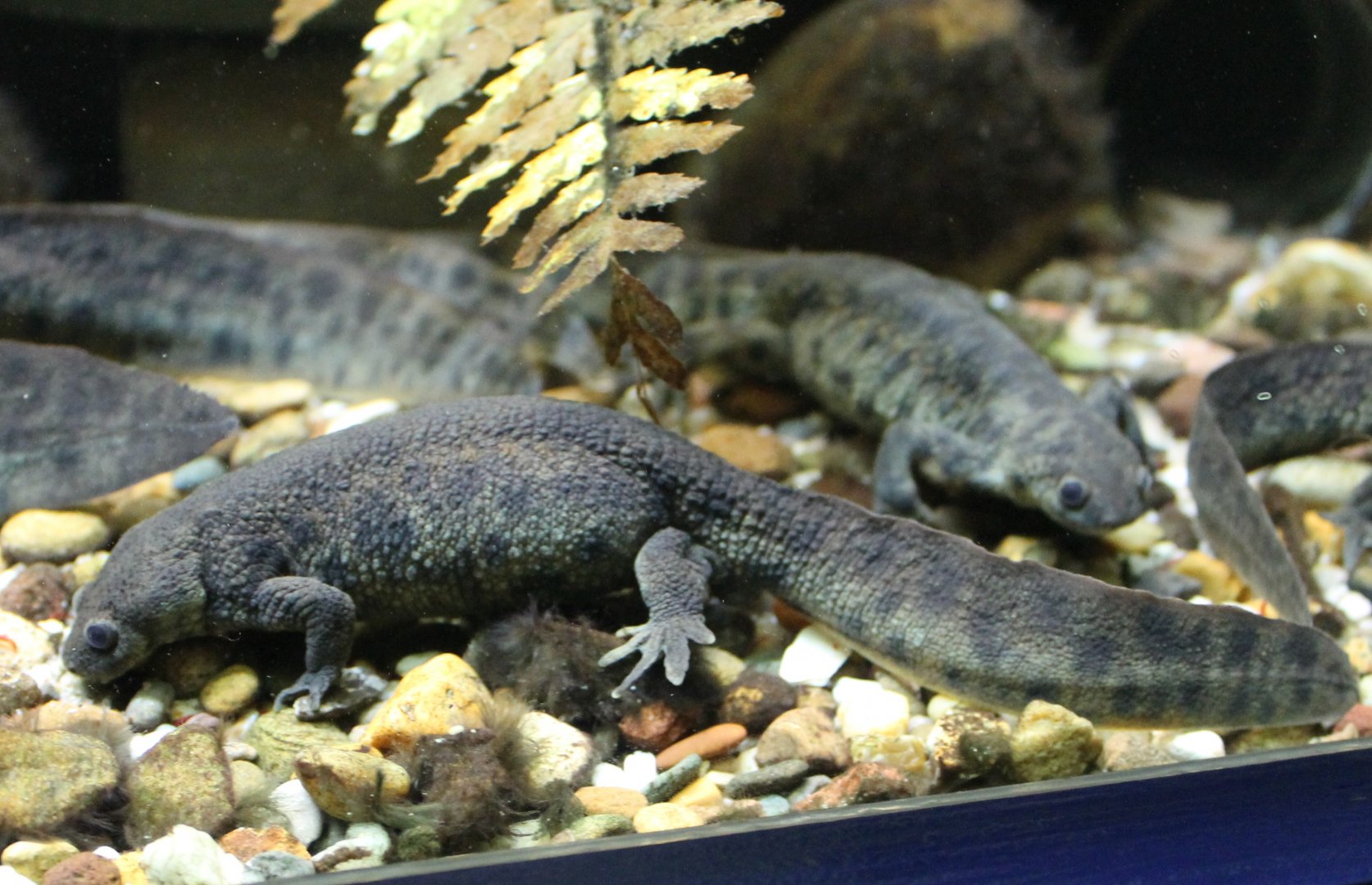 Iberian ribbed salamanders