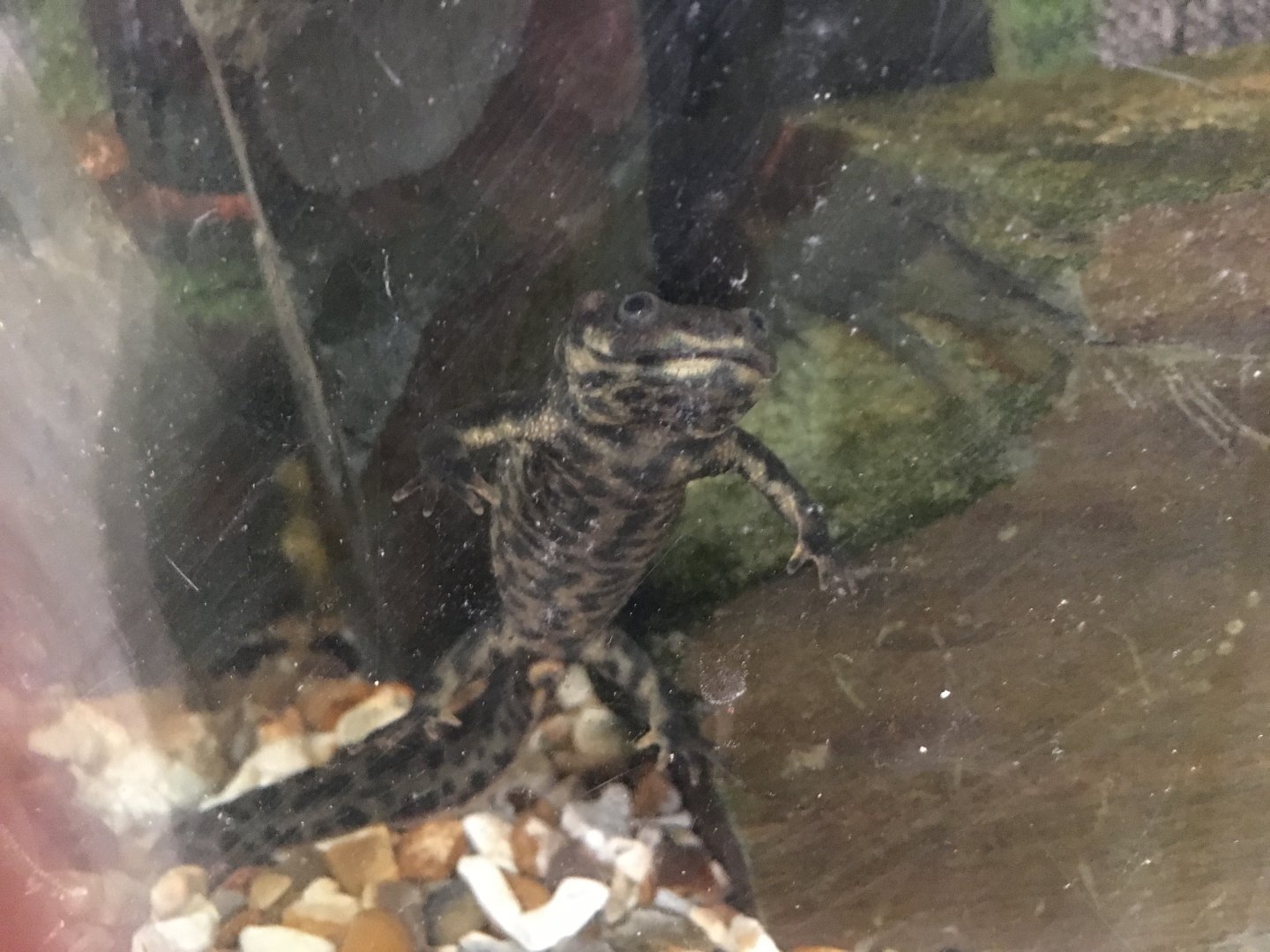 Iberian sharp-ribbed newt 040817