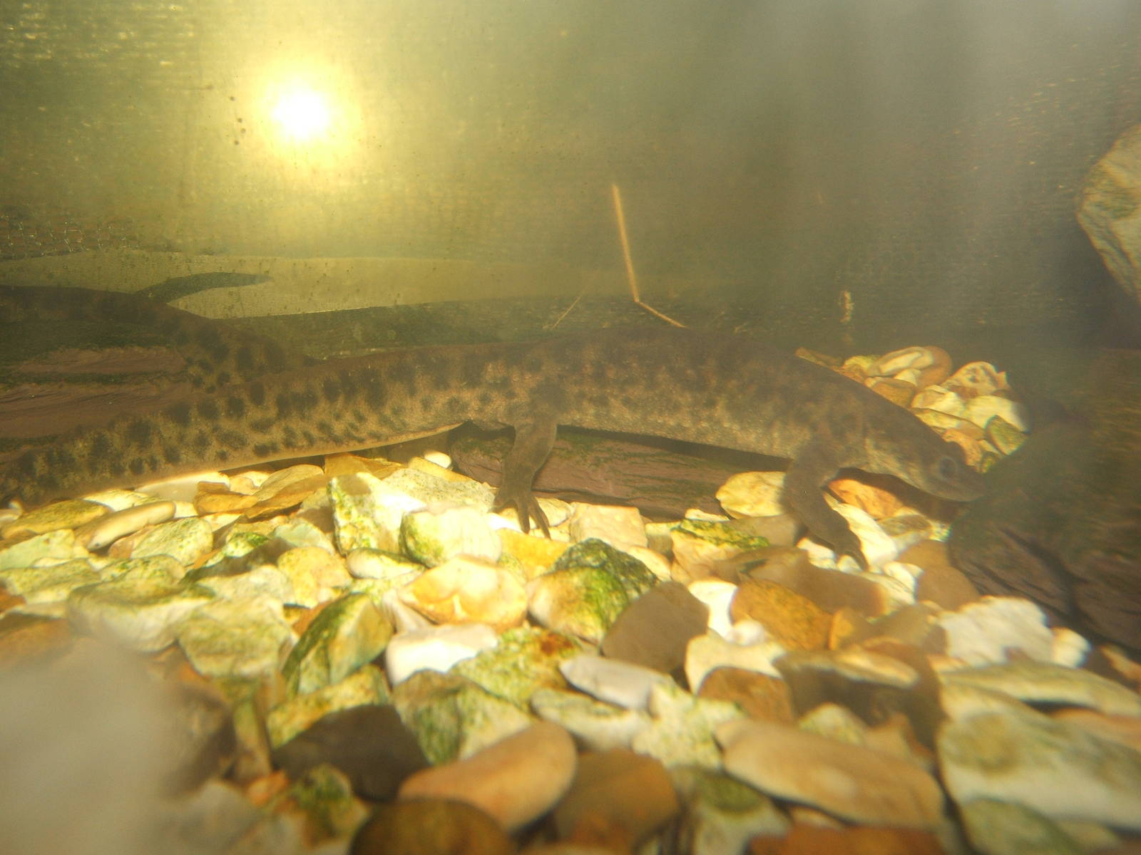 Iberian Sharp-ribbed Newt (Pleurodeles waltl)