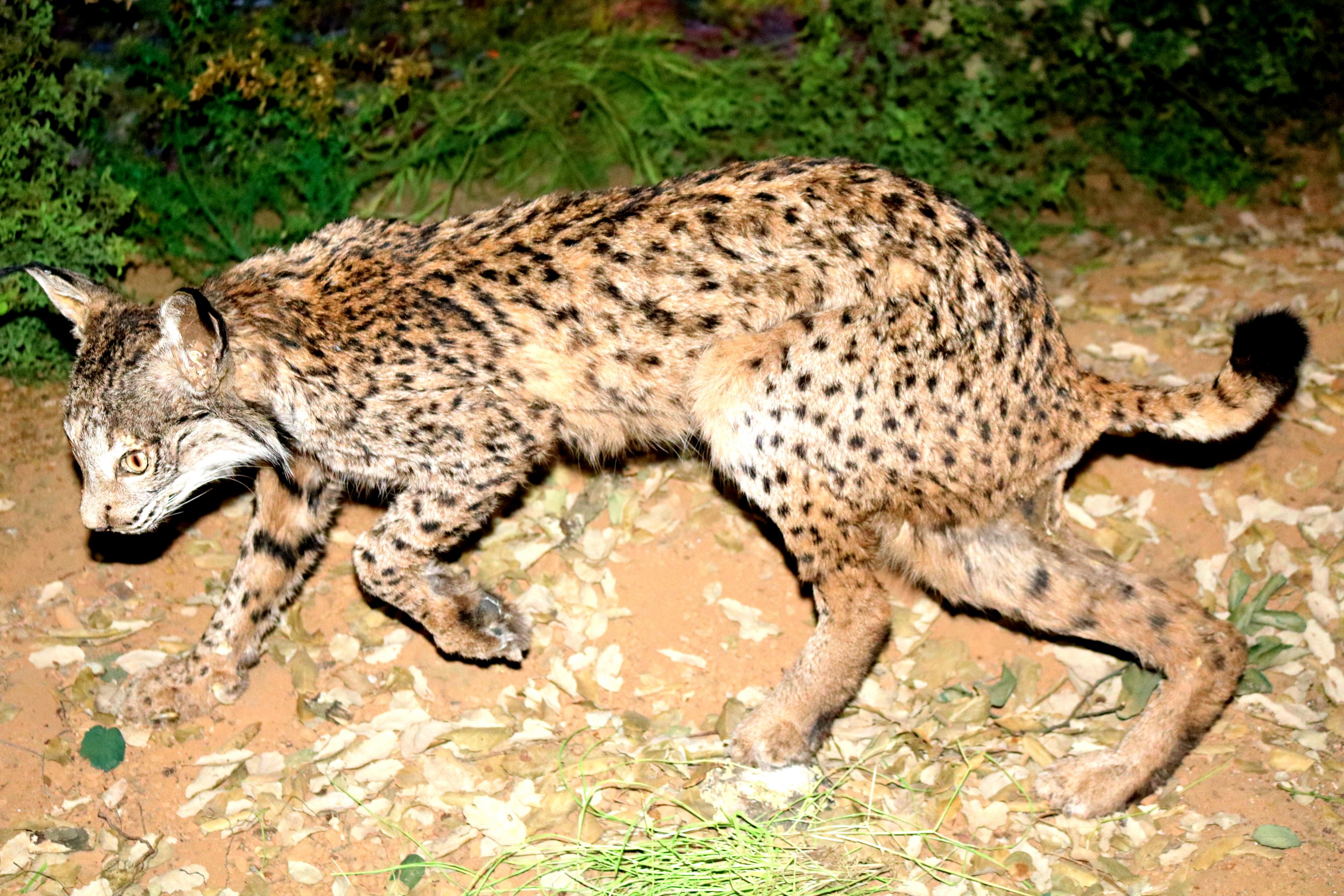 Iberian (Spanish) lynx; Lisbon Natural History Museum; 9th April 2019.
