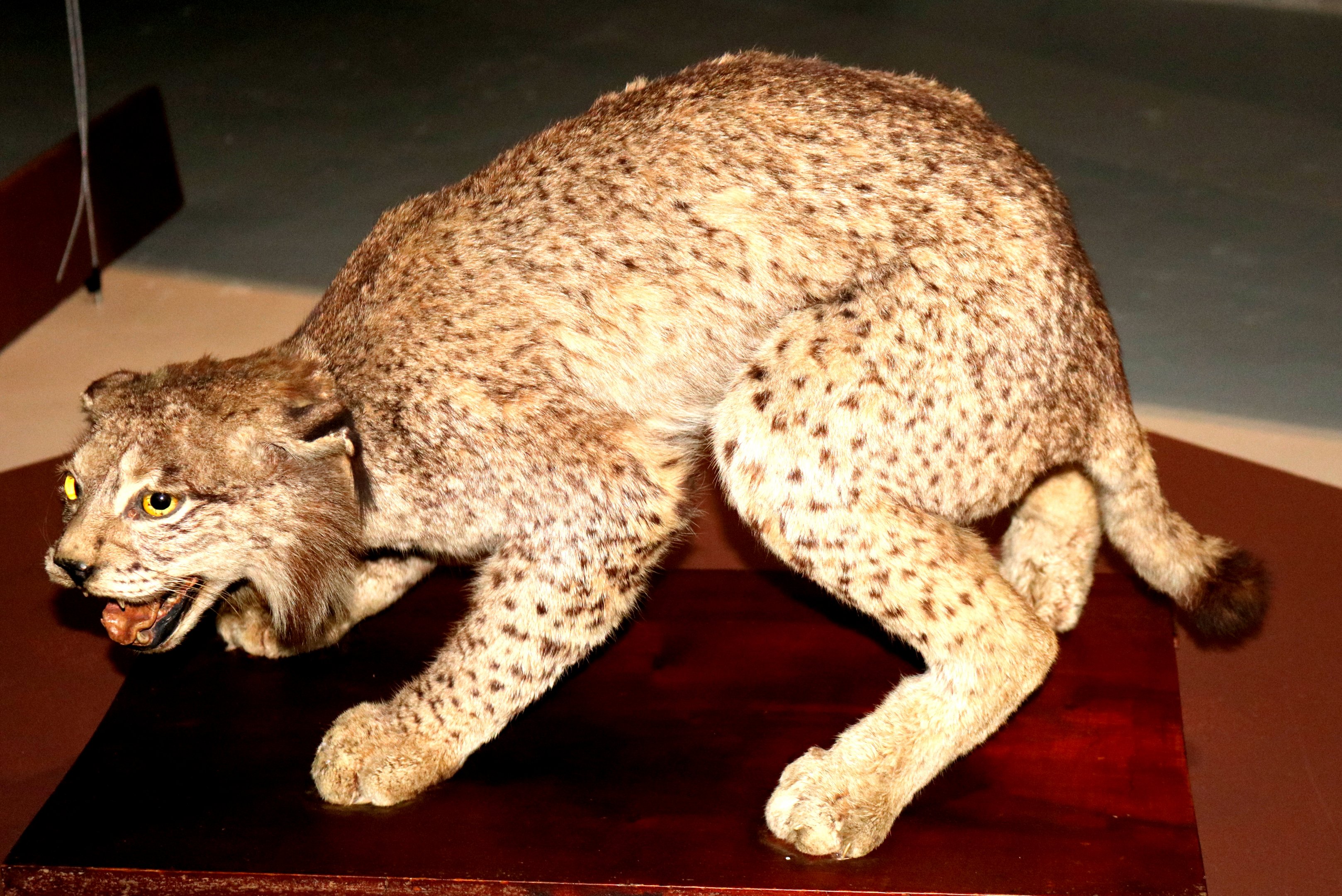 Iberian (Spanish) Lynx; Natural History Museum, Lisbon; 9th April 2019