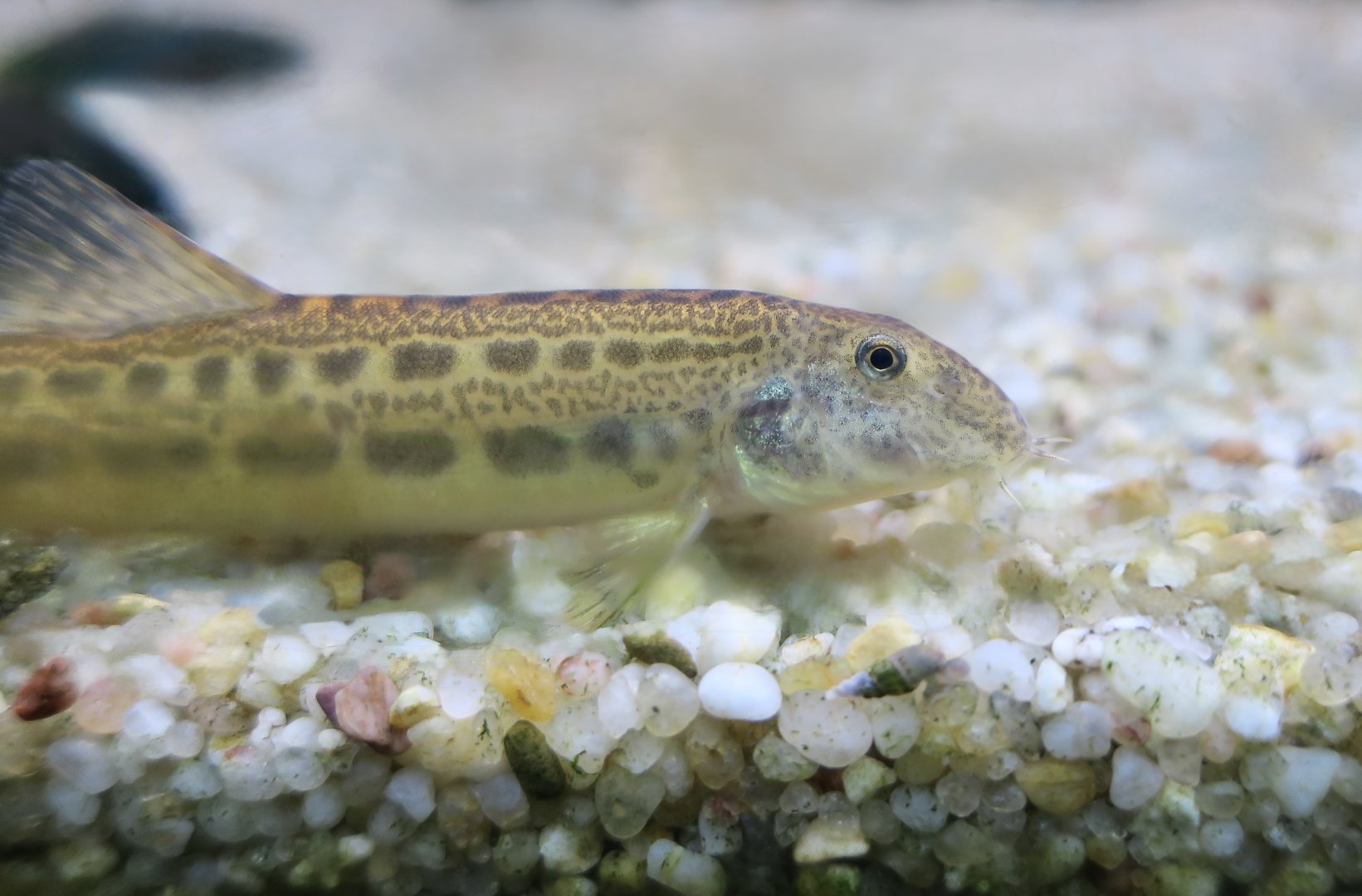 Iberian Spined Loach (Cobitis paludica)