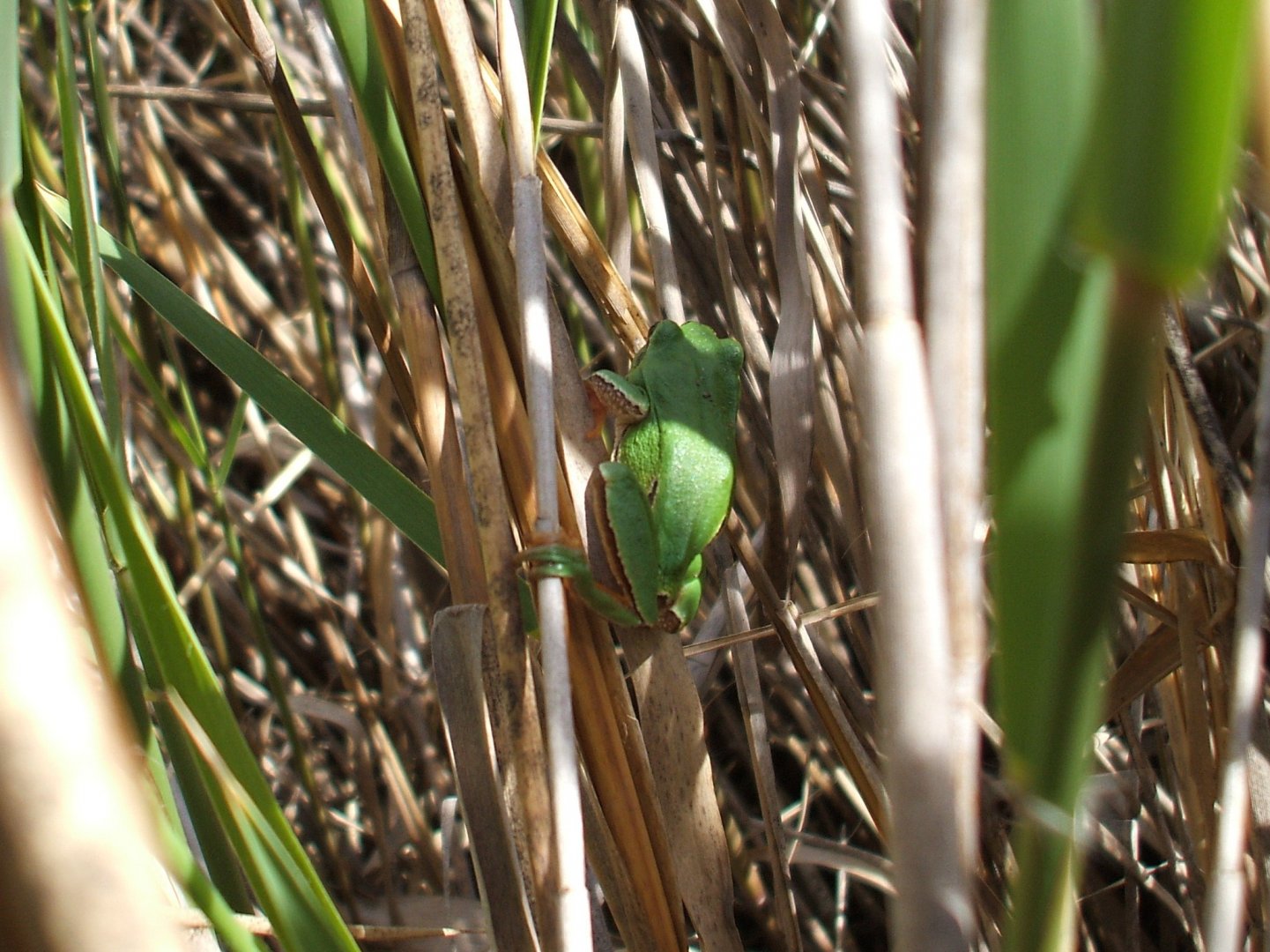 Iberian Tree Frog