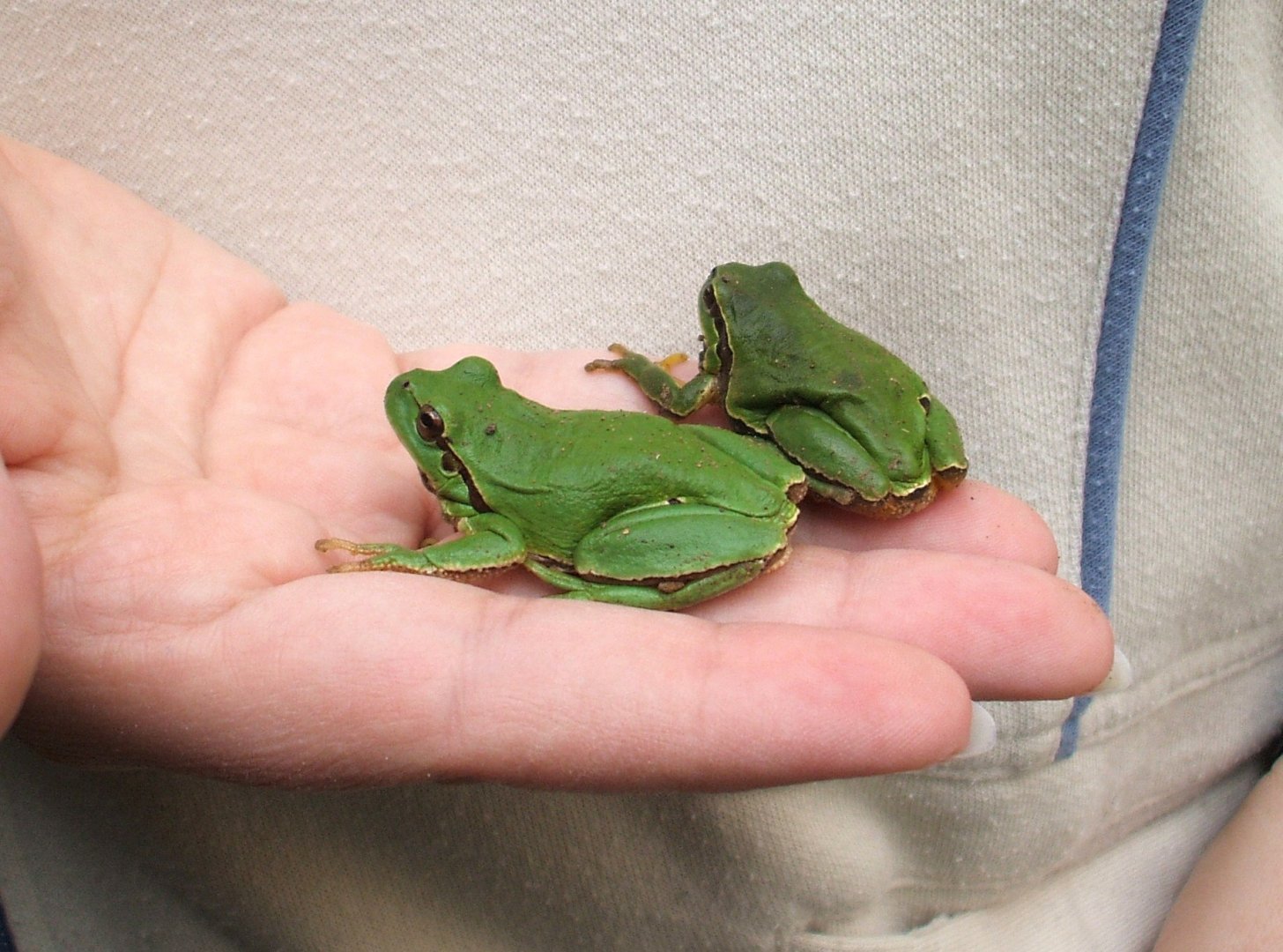 Iberian Tree Frogs