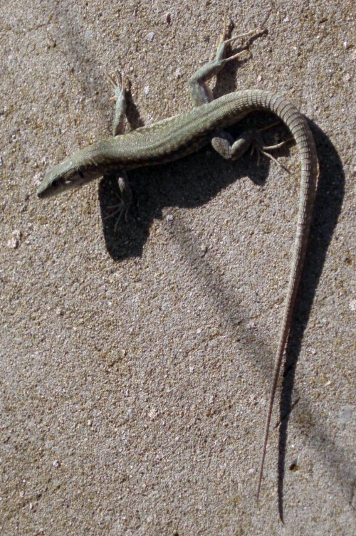 Iberian Wall Lizard (Podarcis hispanica)