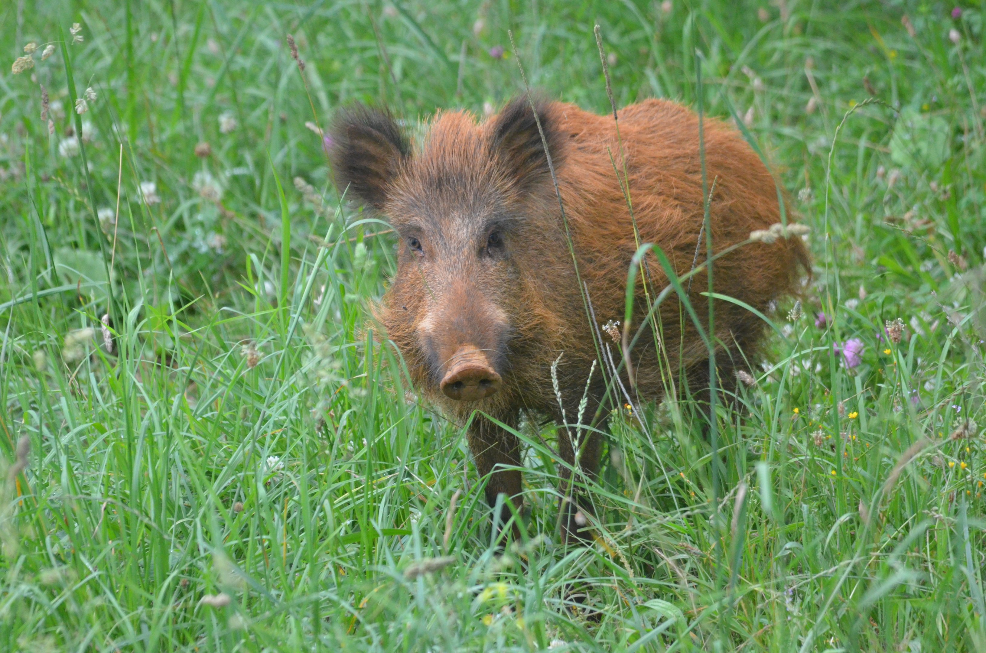 Iberian Wild Boar at Cabarceno, 08/07/17