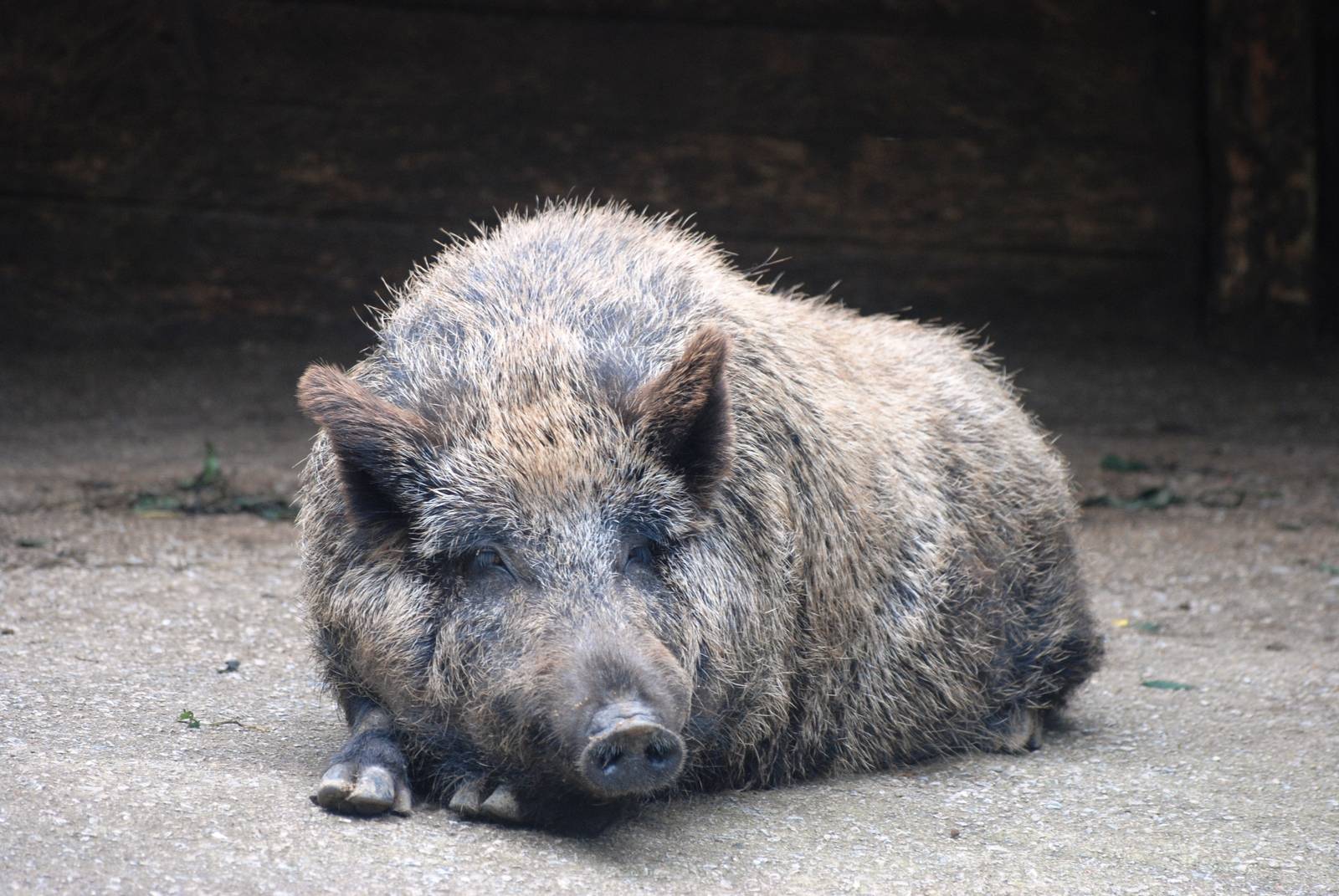 Iberian Wild Boar at Santillana del Mar, 13/06/15