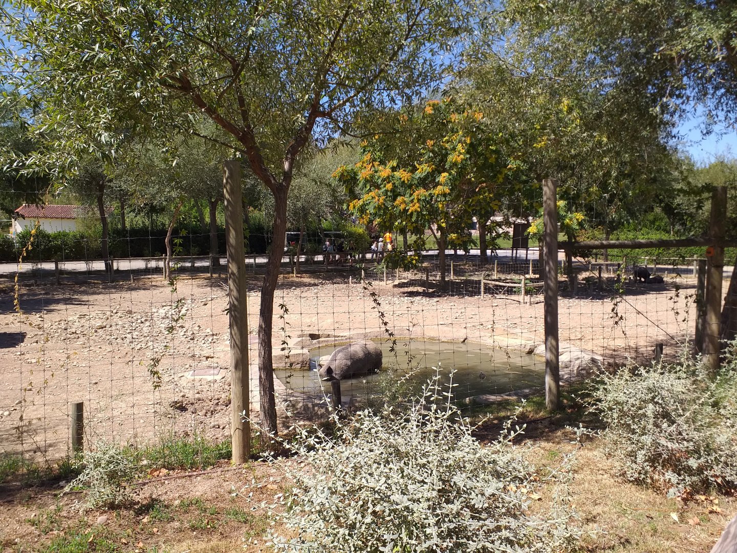 Iberian wild boar exhibit -Sendaviva (2020)