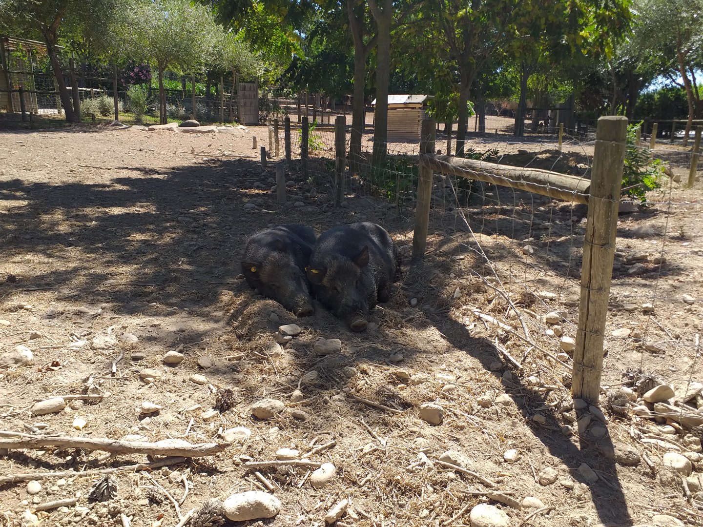 Iberian wild boar exhibit -Sendaviva (2020)