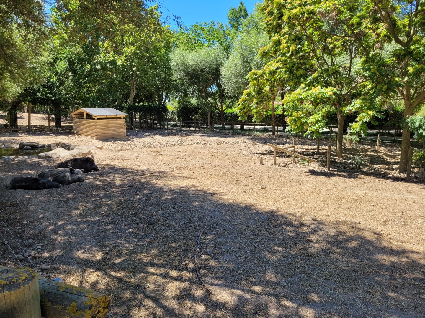 Iberian wild boar exhibit -Sendaviva (2024)