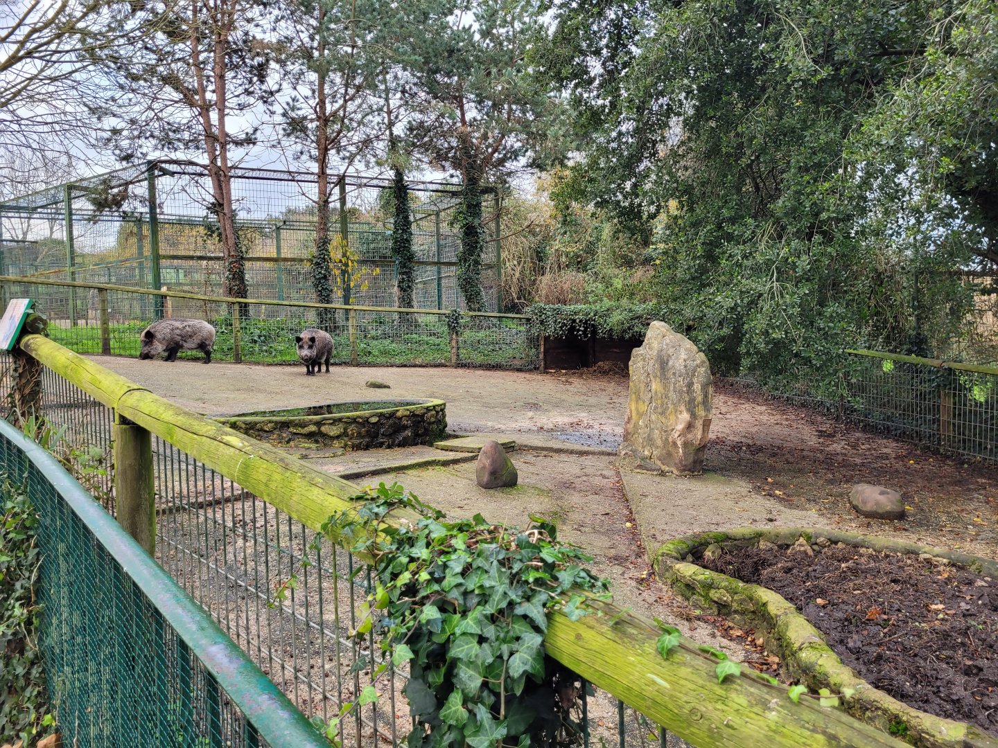 Iberian wild boar exhibit -Zoo de Santillana del Mar (2023)