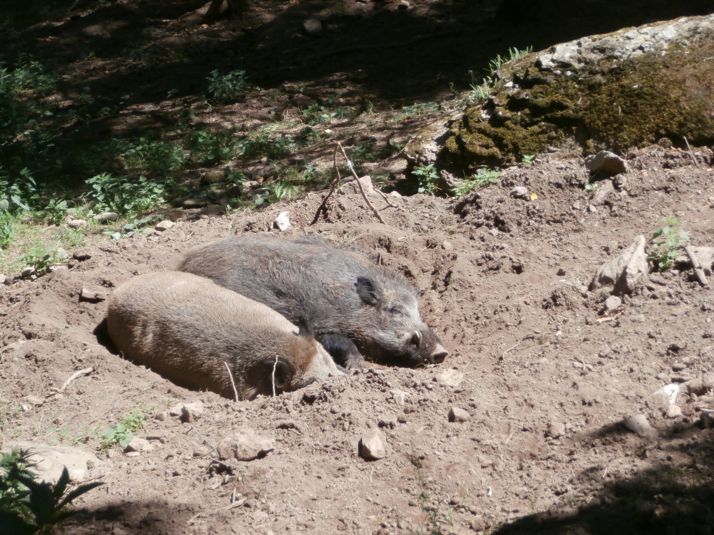 Iberian wild boar- Lacuniacha