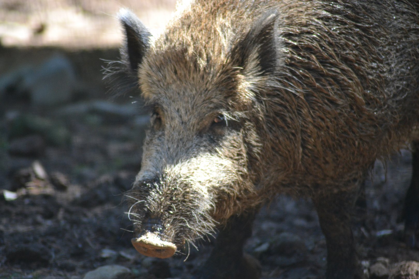 Iberian Wild Boar - Sus scrofa castanilius