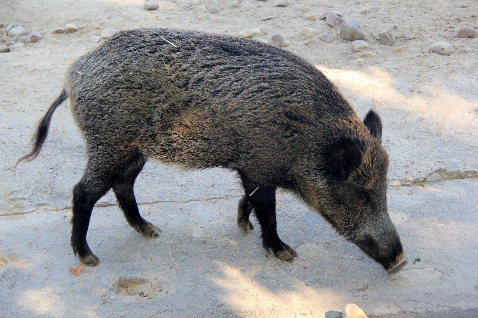 Iberian wild boar (Sus scrofa castillianus)